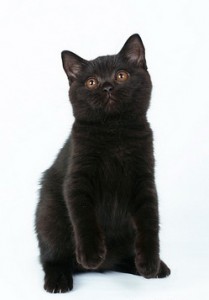 Черный британец фото. Черный британский котенок. Британские котята черного окраса.  